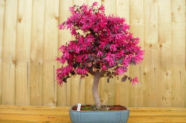 Loropetalum Fire Dance - Loropetalum chinense - Bonsai - El Nou Garden