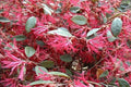 Loropetalum Fire Dance - Loropetalum chinense - El Nou Garden