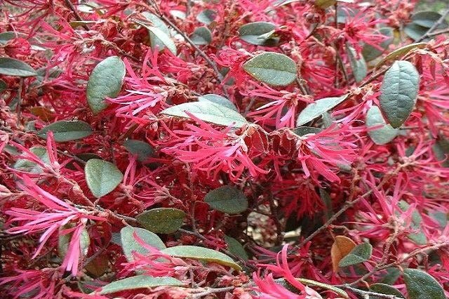 Loropetalum Fire Dance - Loropetalum chinense - El Nou Garden