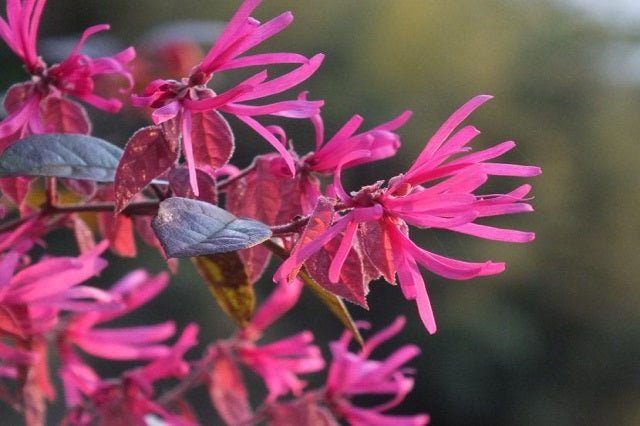 Loropetalum Ming Dynasty - Loropetalum chinense - El Nou Garden