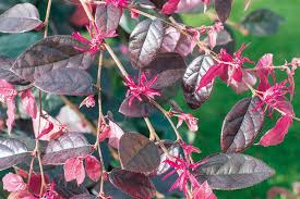 Loropetalum Ming Dynasty - Loropetalum chinense - El Nou Garden