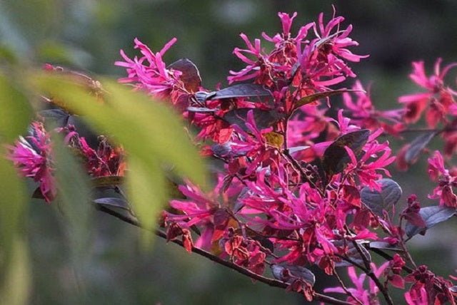 Loropetalum Rubrum - Loropetalum chinense - El Nou Garden