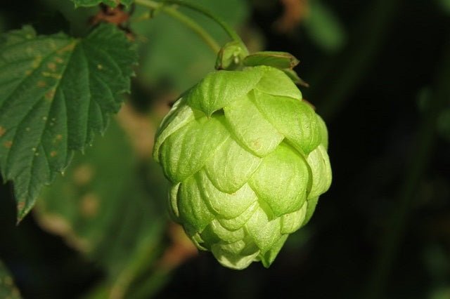 Lúpulo - Humulus lupulus - El Nou Garden
