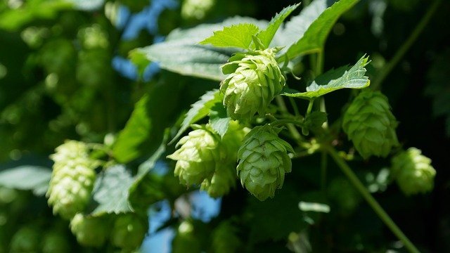Lúpulo - Humulus lupulus - El Nou Garden