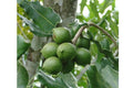 Macadamia - Macadamia integrifolia - El Nou Garden