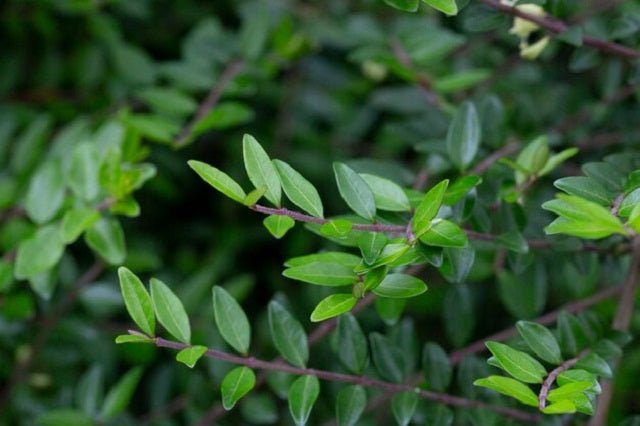 Madreselva caja de hojas - Lonicera pileata - El Nou Garden