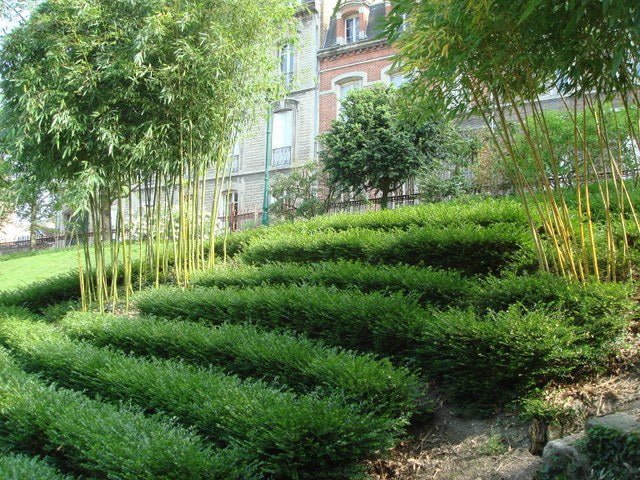 Madreselva caja de hojas - Lonicera pileata - El Nou Garden