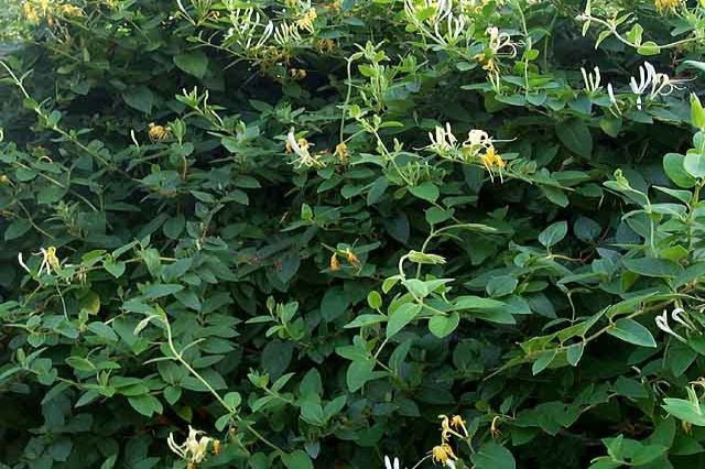 Madreselva de jardín - Lonicera japonica Halliana - El Nou Garden