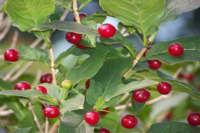 Madreselva de los Alpes - Lonicera alpigena - El Nou Garden