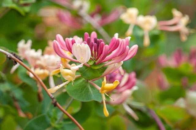 Madreselva de los bosques - Lonicera periclymenum - El Nou Garden