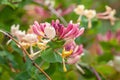 Madreselva de los bosques - Lonicera periclymenum - El Nou Garden