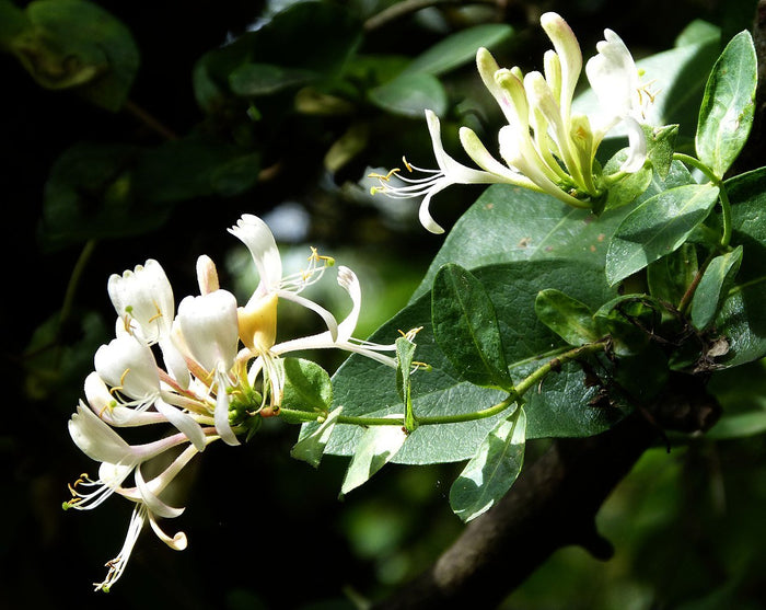 Madreselva de los bosques - Lonicera periclymenum - El Nou Garden
