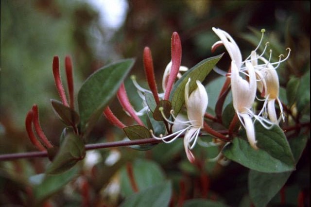Madreselva del Japón - Lonicera japonica Chinensis - El Nou Garden