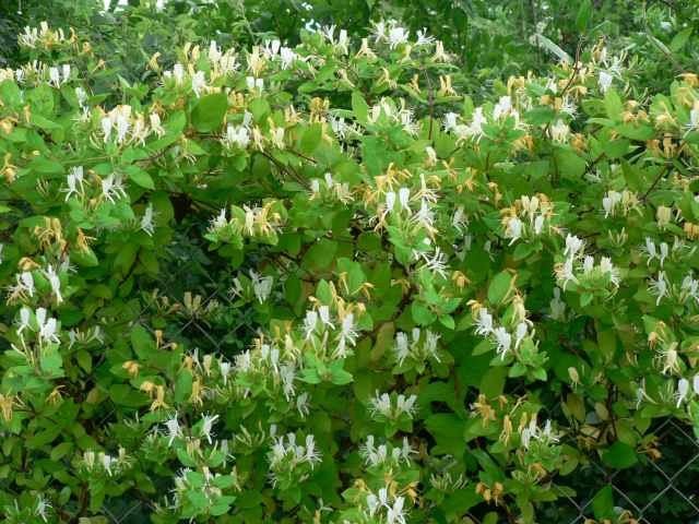 Madreselva del Japón - Lonicera japonica Chinensis - El Nou Garden