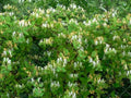 Madreselva del Japón - Lonicera japonica Chinensis - El Nou Garden