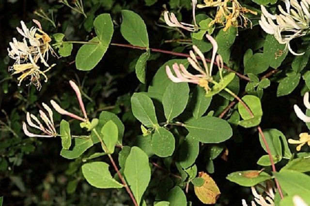 Madreselva etrusca - Lonicera etrusca Santi - El Nou Garden