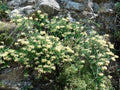 Madreselva etrusca - Lonicera etrusca Santi - El Nou Garden