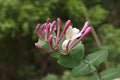 Madreselva mediterránea - Lonicera implexa - El Nou Garden