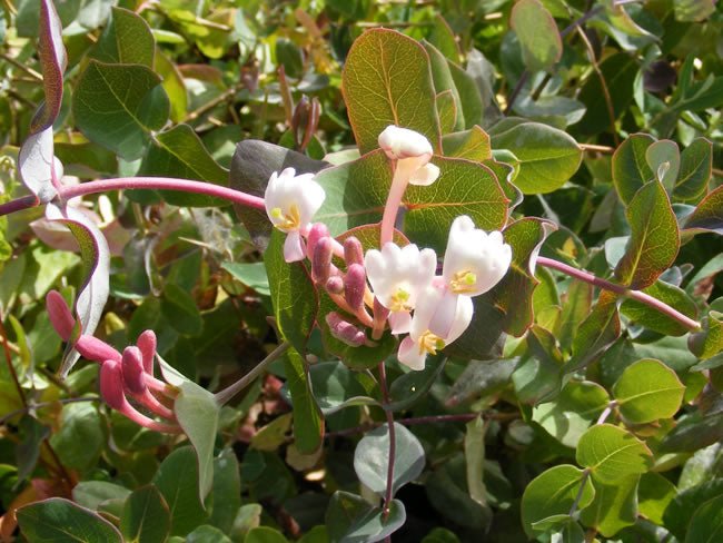 Madreselva mediterránea - Lonicera implexa - El Nou Garden