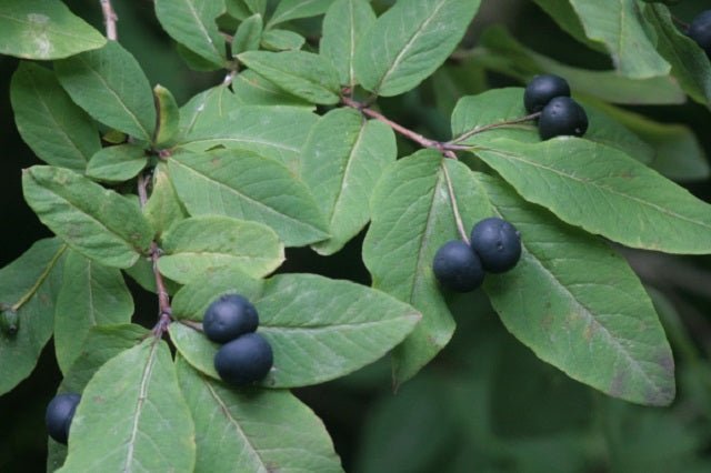 Madreselva negra - Lonicera nigra - El Nou Garden