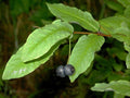Madreselva negra - Lonicera nigra - El Nou Garden