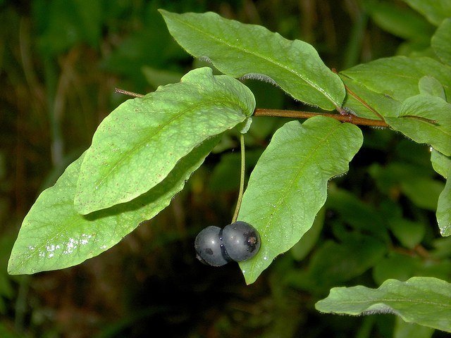 Madreselva negra - Lonicera nigra - El Nou Garden