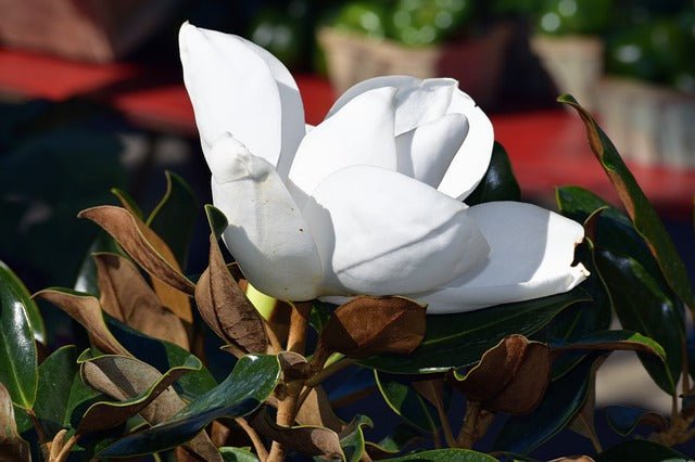 Magnolia común Gallisonensis - Magnolia grandiflora - El Nou Garden