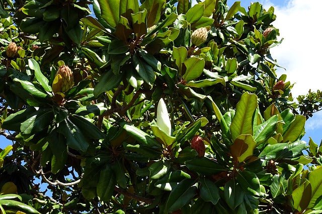Magnolia común Gallisonensis - Magnolia grandiflora - El Nou Garden