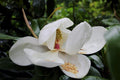 Magnolia común Le Nantais - Magnolia grandiflora - El Nou Garden