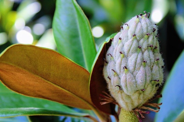 Magnolia común Le Nantais - Magnolia grandiflora - El Nou Garden