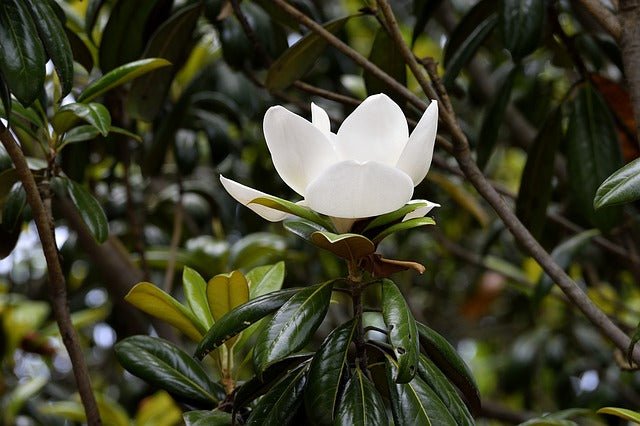 Magnolia común Le Nantais - Magnolia grandiflora - El Nou Garden