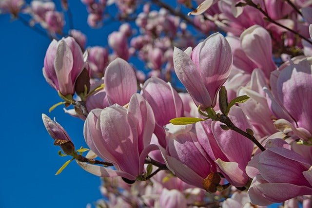Magnolia de hoja caduca - Magnolia soulangeana - Magnolio chino - El Nou Garden