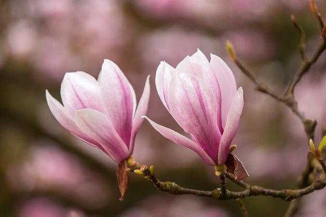 Magnolia de hoja caduca - Magnolia soulangeana - Magnolio chino - El Nou Garden
