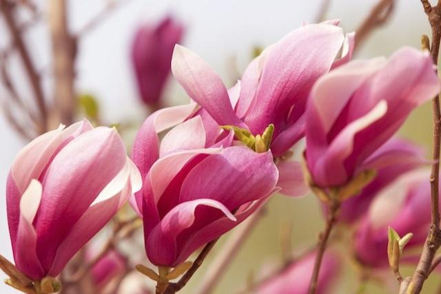 Magnolia de hoja caduca - Magnolia soulangeana - Magnolio chino - El Nou Garden