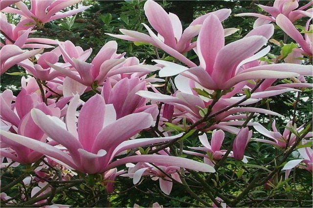 Magnolia de hoja caduca George Henry Kern - Magnolia soulangeana - El Nou Garden