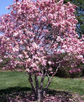 Magnolia de hoja caduca George Henry Kern - Magnolia soulangeana - El Nou Garden