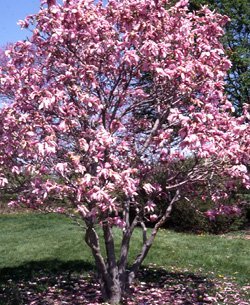 Magnolia de hoja caduca George Henry Kern - Magnolia soulangeana - El Nou Garden