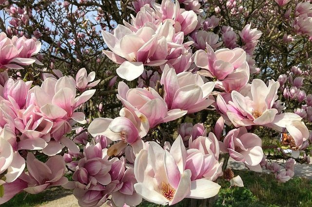 Magnolia de hoja caduca Rosa - Magnolia soulangeana - El Nou Garden