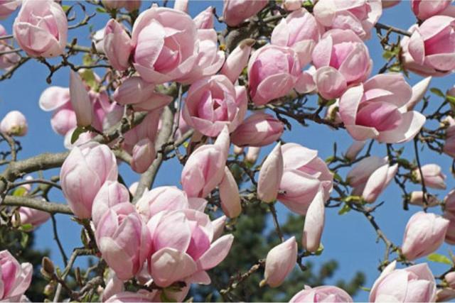 Magnolia de hoja caduca Rosa - Magnolia soulangeana - El Nou Garden