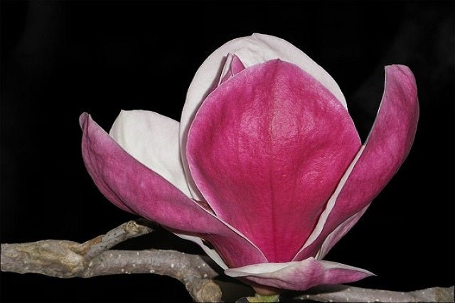 Magnolia de hoja caduca Rustica Rubra - Magnolia soulangeana - El Nou Garden