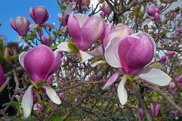 Magnolia de hoja caduca Rustica Rubra - Magnolia soulangeana - El Nou Garden