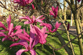 Magnolia de hoja caduca Susan - Magnolia soulangeana - El Nou Garden