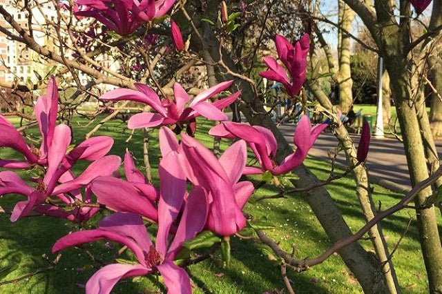 Magnolia de hoja caduca Susan - Magnolia soulangeana - El Nou Garden