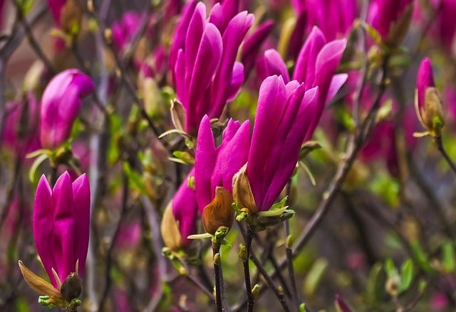 Magnolia de hoja caduca Susan - Magnolia soulangeana - El Nou Garden