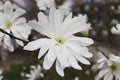 Magnolia estrellada - Magnolia stellata kobus - El Nou Garden