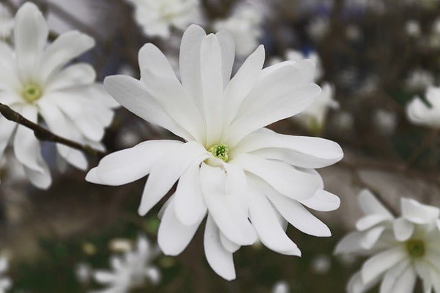 Magnolia estrellada - Magnolia stellata kobus - El Nou Garden