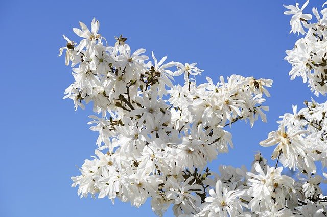 Magnolia estrellada - Magnolia stellata kobus - El Nou Garden