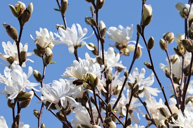Magnolia estrellada - Magnolia stellata kobus - El Nou Garden
