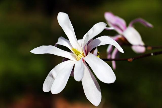 Magnolia estrellada - Magnolia stellata kobus - El Nou Garden