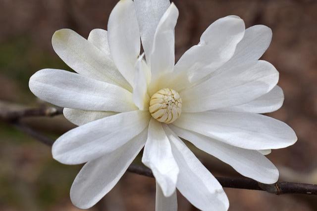 Magnolia estrellada - Magnolia stellata kobus - El Nou Garden